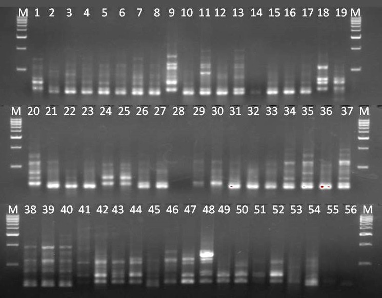 Banding profile of RAPD-17 marker with Dalbergia clones