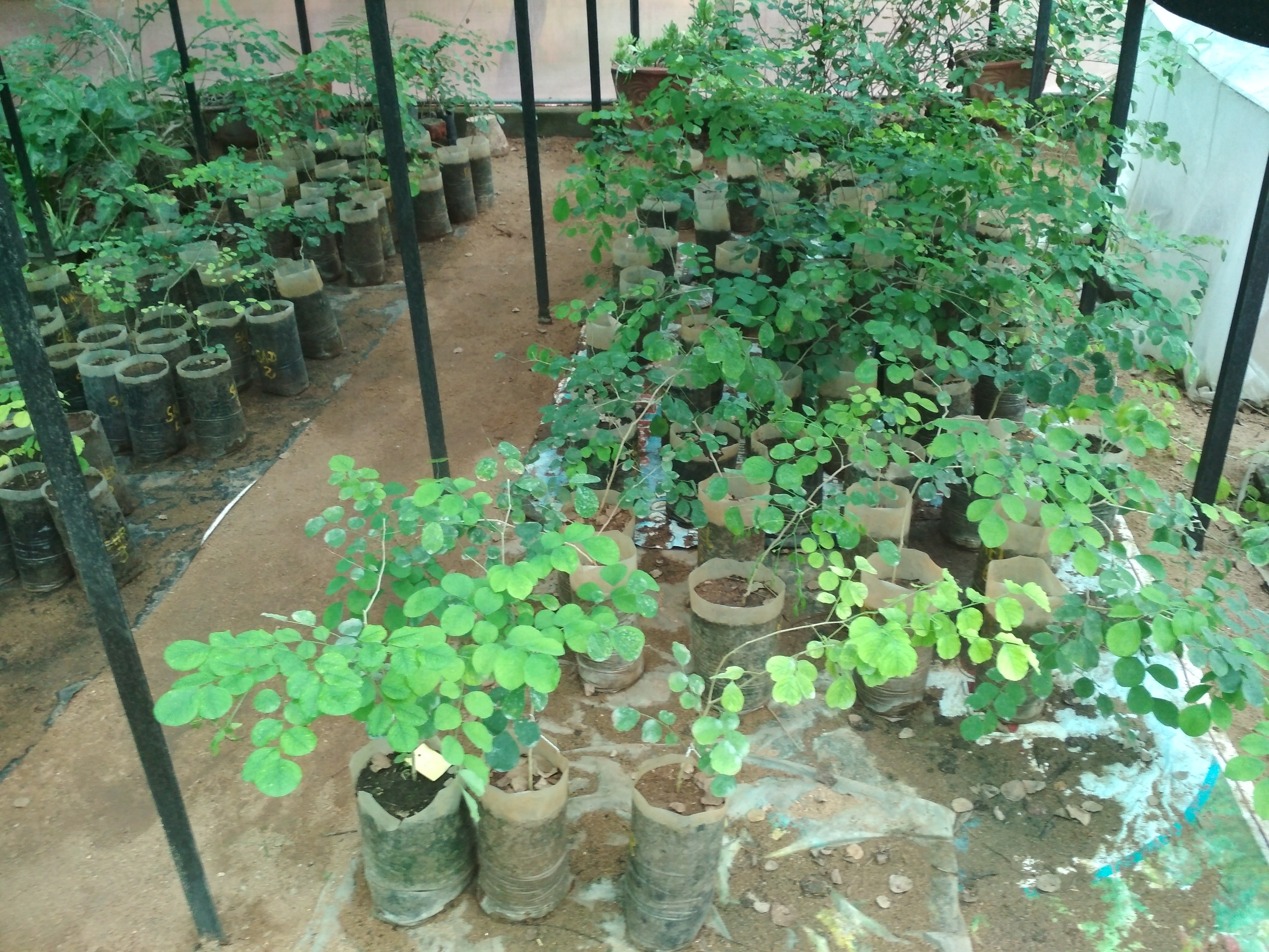 Established seedlings of Dalbergia latifolia in FGRM Nursery-1