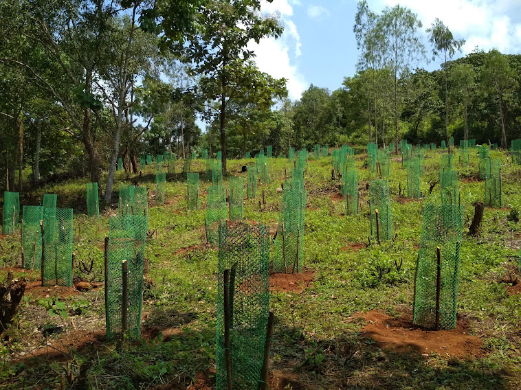 Germplasm assemblage of Dalbergia clones in Thrissur, Kerala