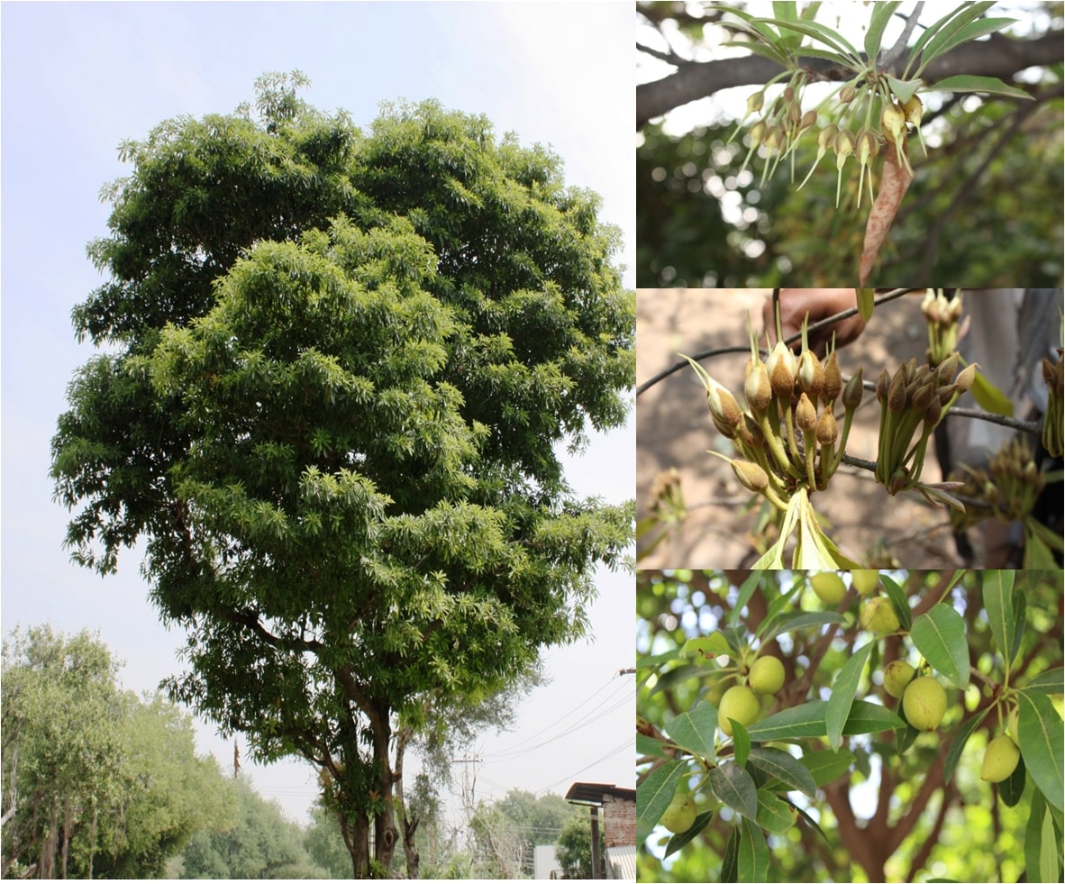 Madhuca longifolia tree, flowers and fruits