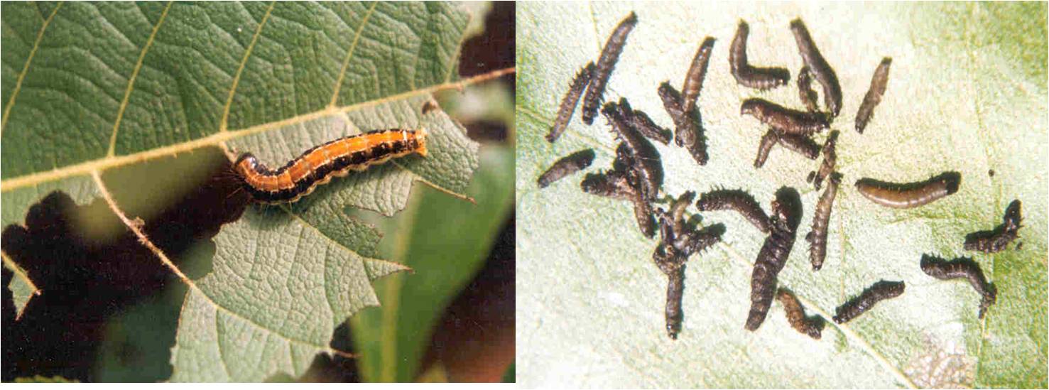 Pest control using botanicals