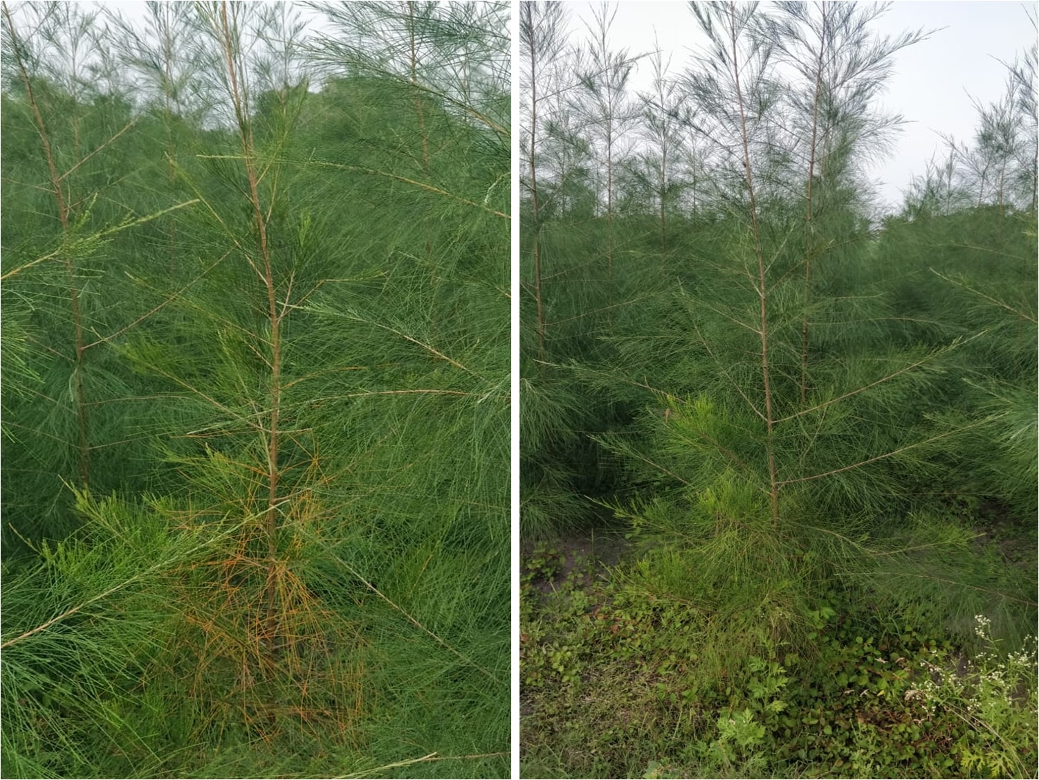 Disease control in Casuarina