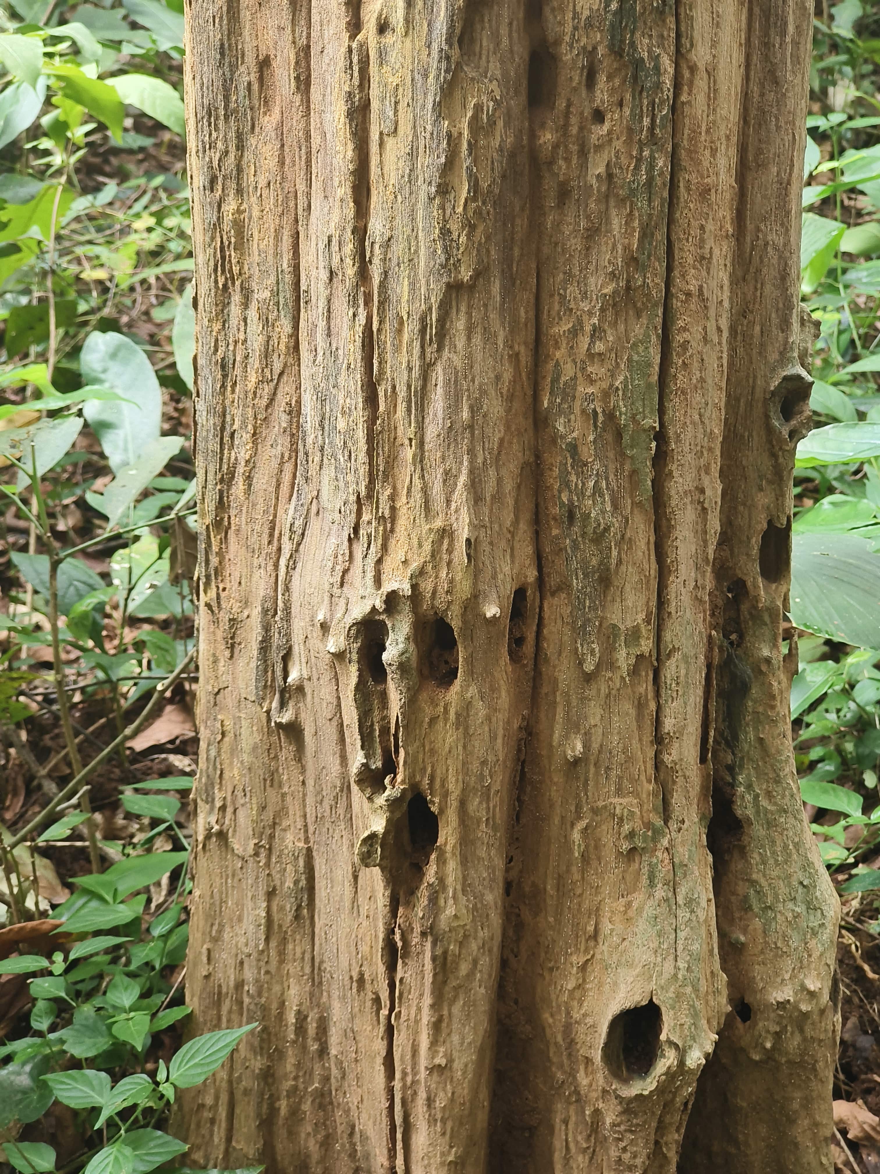 Teak stem borer