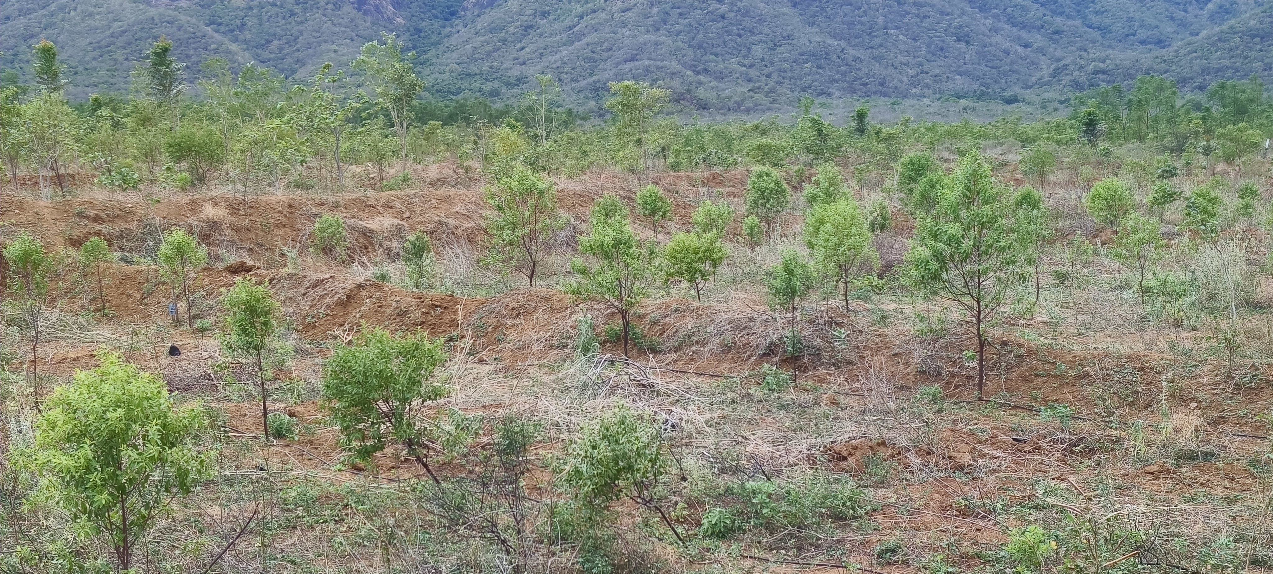 Establishement sandal trees in barren lands with biofertiizers