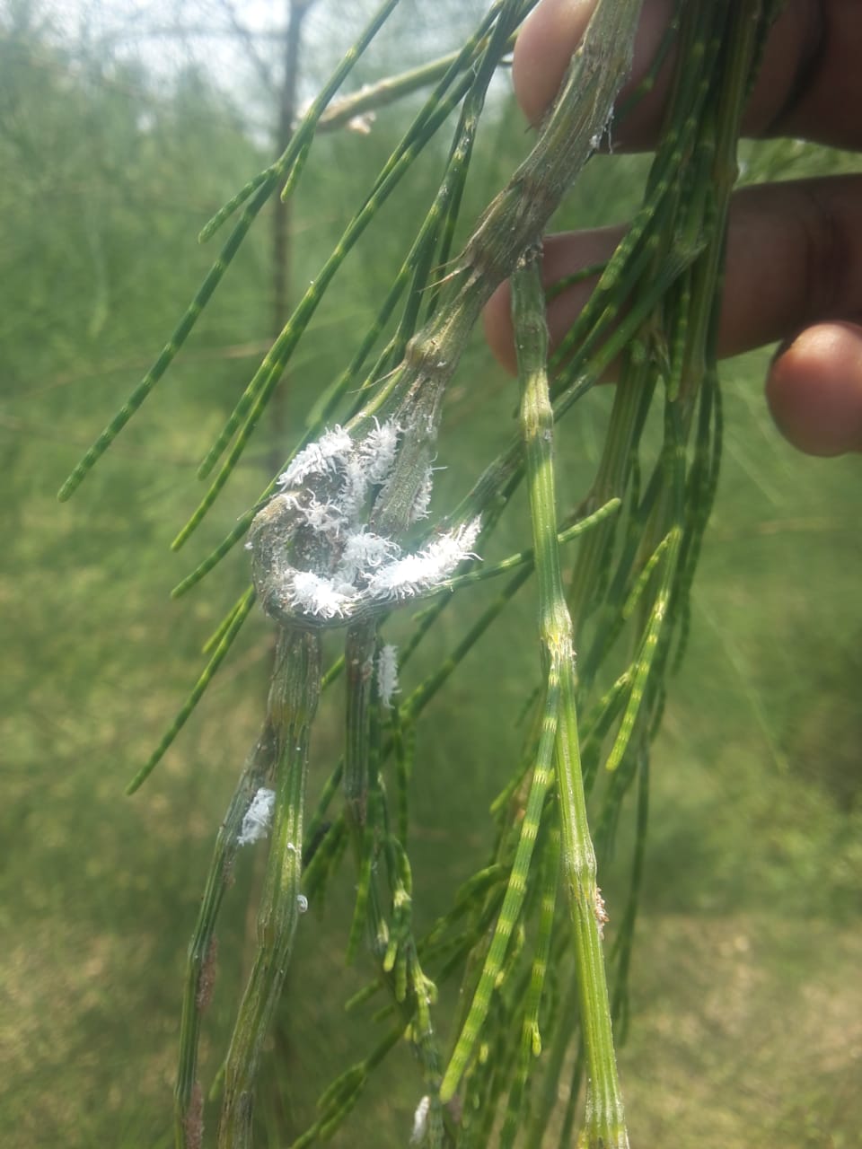 Mealy bug in casuarina