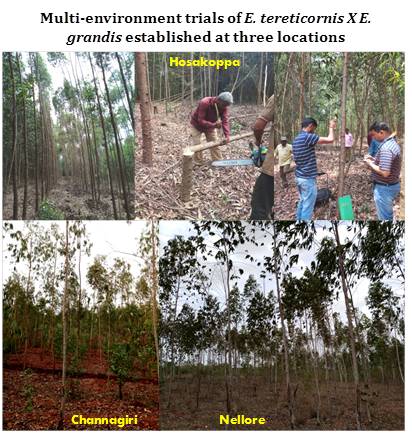 Marker-assisted selection in Eucalyptus1