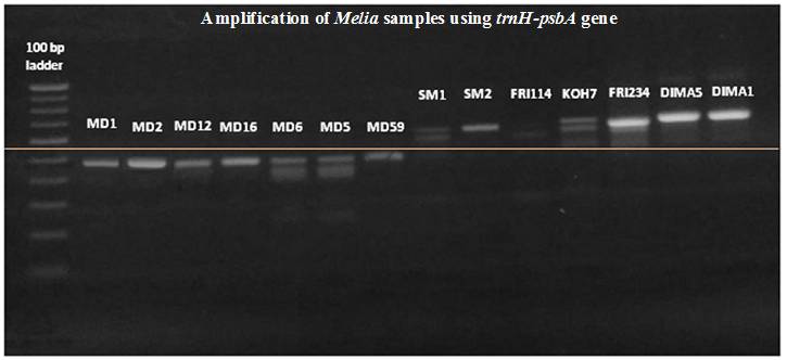 DNA 7 Barcode Studies to understand species level variations between Melia accessions 