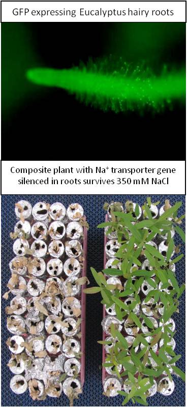 Functional genetics and genetic genome engineering of trees for improved traits 