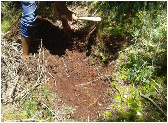 Soil sampling in Acacia meanrsii invaded grassland