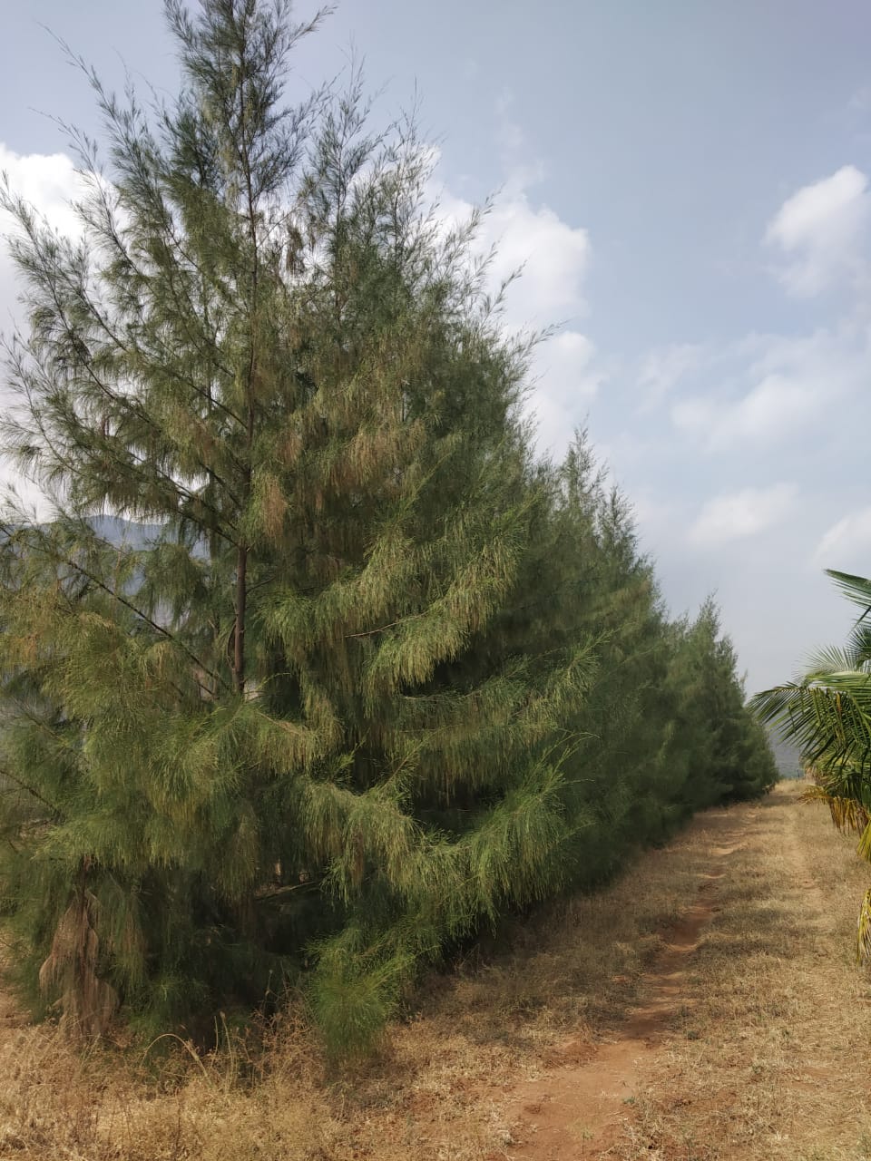 Windbreak Tree Varieties of IFGTB in Theni Farm