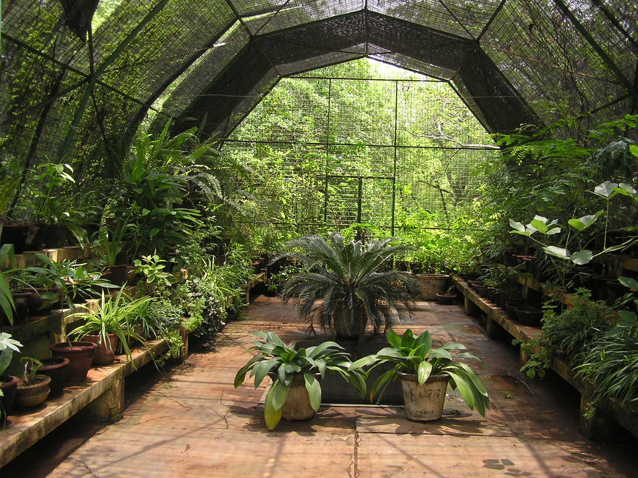 Inner view of Green house with plants