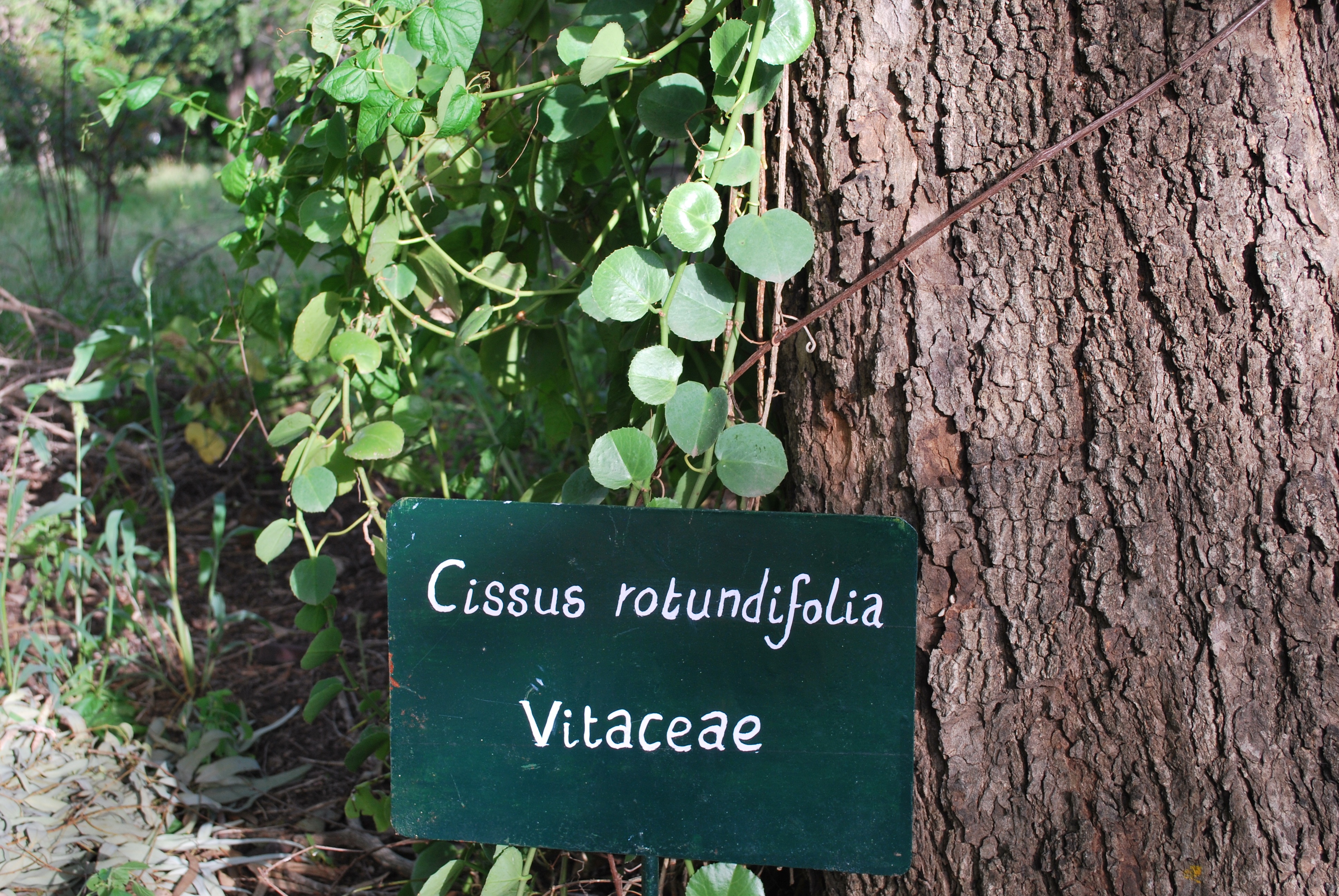cissus rotundifolia