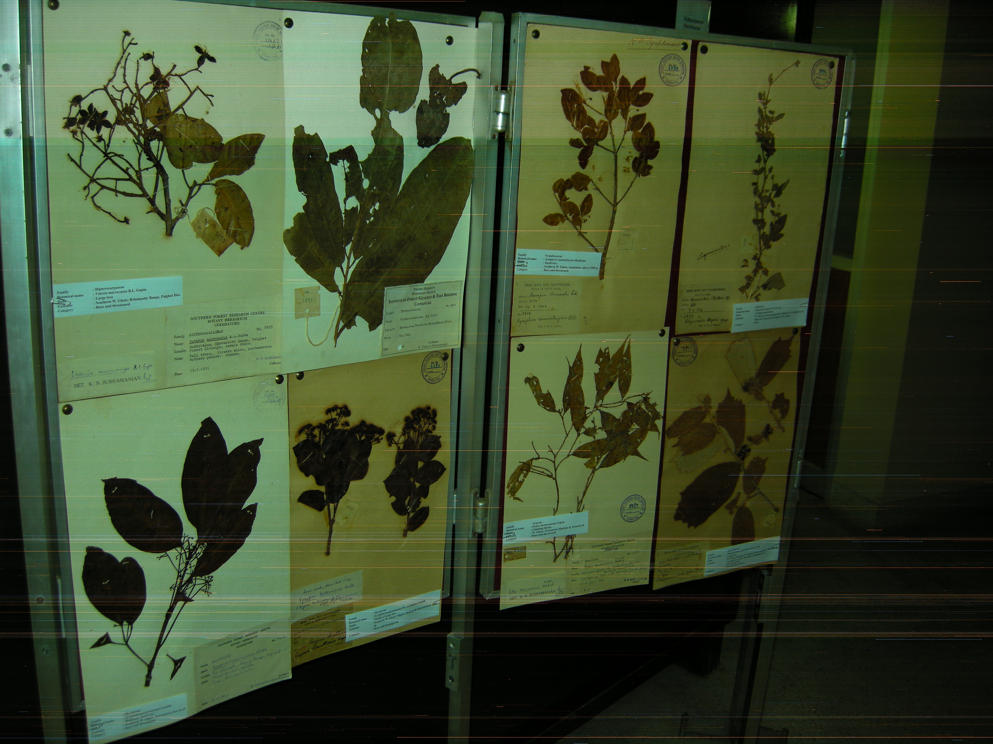 Display of herbarium specimens