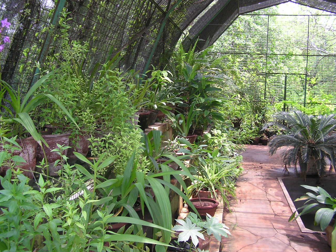 Ornamental plants  and orchids maintained at green house IFGTB